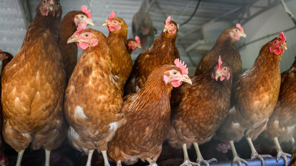 Approximately 90 "backyard flock" birds in Northern California affected by avian flu — CBS Bay Area (KPIX), Pleasanton Community news