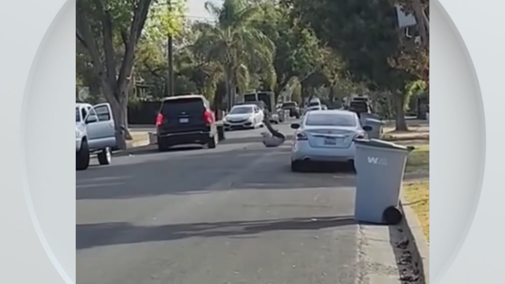 Federal immigration vehicle hits pedestrian in Woodland, police say — CBS Bay Area (KPIX), Pleasanton Health news