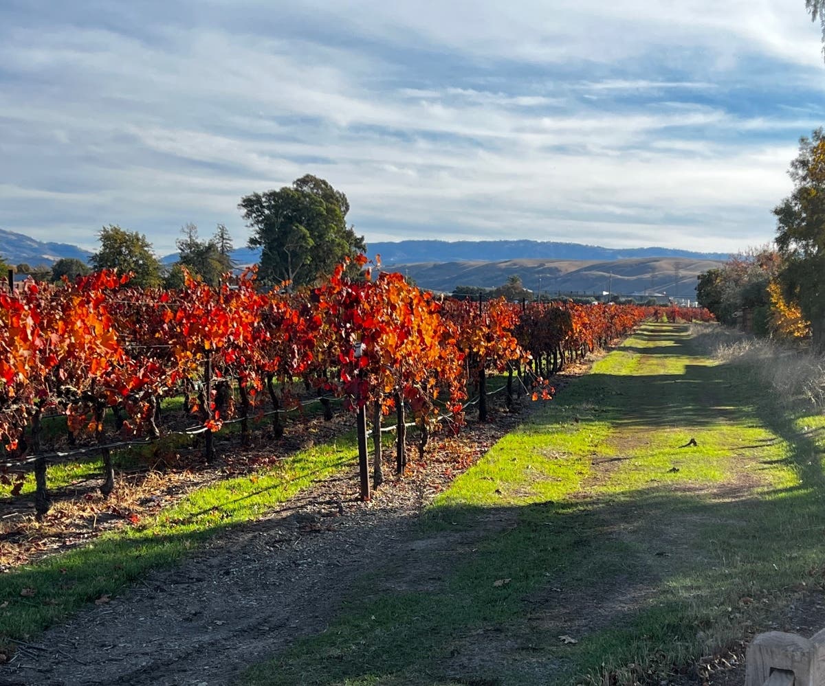 Livermore Valley Named American Wine Region Of The Year — Pleasanton Health news