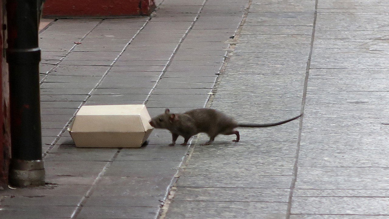 Rats and mice are the worst in these U.S. cities, new ranking finds — KTVU FOX 2 Bay Area, Pleasanton Business news
